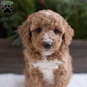 Candy, Mini Labradoodle Puppy